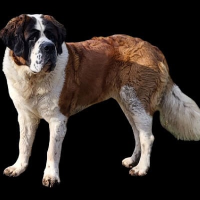 Étalon Chien du Saint-Bernard - CH. Ulka du val du morakopf