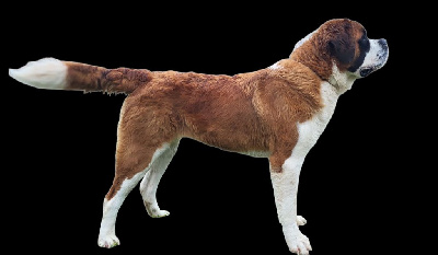 Étalon Chien du Saint-Bernard - Ukie des montagne ensablees