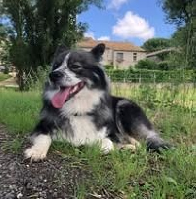 Étalon Chien finnois de Laponie - Tradjah Domaine de Merlou