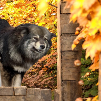 Étalon Chien finnois de Laponie - Umy Du Domaine Louchine