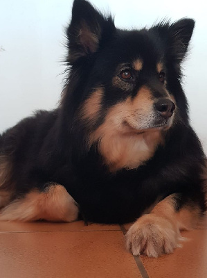 Étalon Chien finnois de Laponie - Rising mistacini des Collines de Sagne