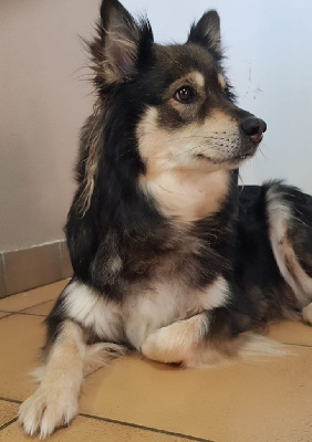 Étalon Chien finnois de Laponie - Penny des Collines de Sagne
