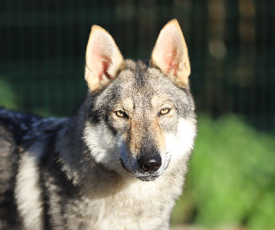 Étalon Chien-loup tchecoslovaque - Tala naya De la combe noire