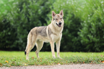 Étalon Chien-loup tchecoslovaque - The Ending Of Hell Wolves Vision of togo - balto