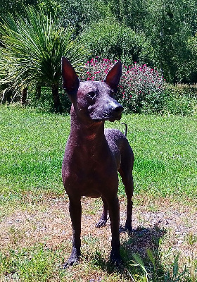 Étalon Chien nu du Perou - Sooky luna capreza