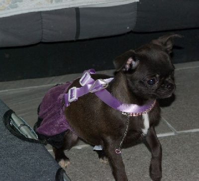 Étalon Chihuahua - Scar (Sans Affixe)