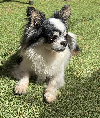 Étalon Chihuahua - Panda Of Shiballas Diamonds