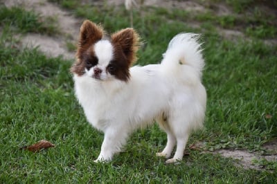 Étalon Chihuahua - Vulcain (Sans Affixe)