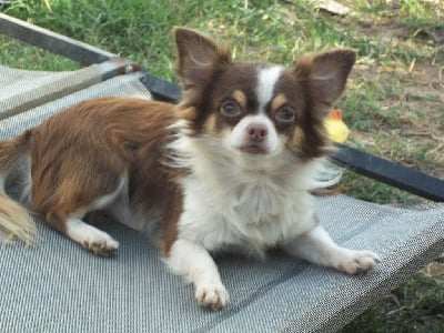 Étalon Chihuahua - Senor yoko Des Iris Du Parc Royal