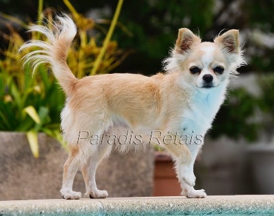 Étalon Chihuahua - Tina du Paradis Rétais