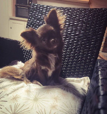 Étalon Chihuahua - Vittoria secret of blue moon's diamond