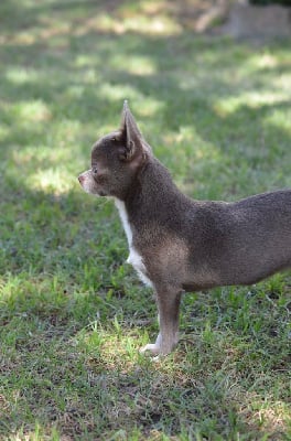 Étalon Chihuahua - Apple Du Jardin De Saphirs