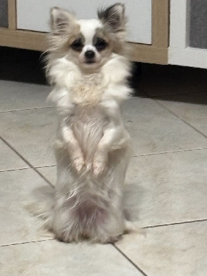 Étalon Chihuahua - Una beauty des lutins du golfe