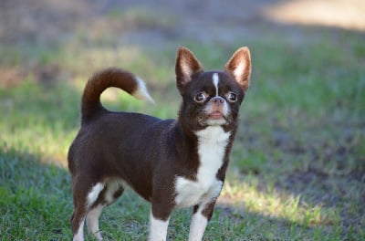 Étalon Chihuahua - Tamara Du Jardin De Saphirs