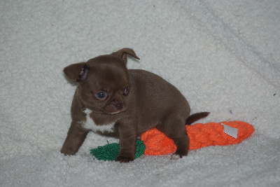 Étalon Chihuahua - Viki (Sans Affixe)