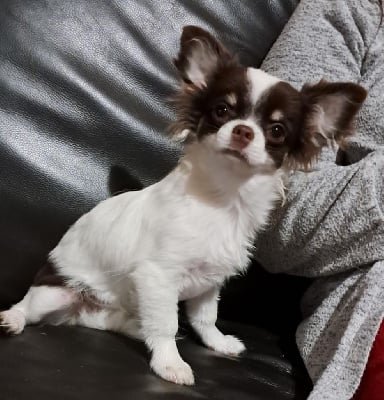 Étalon Chihuahua - Athena lia des Petites Etoiles de Pégase