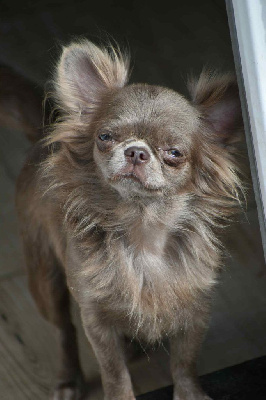 Étalon Chihuahua - Rebecca (Sans Affixe)