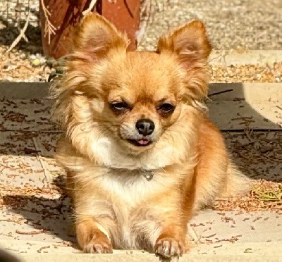 Étalon Chihuahua - Stellin,ava Of Shiballas Diamonds