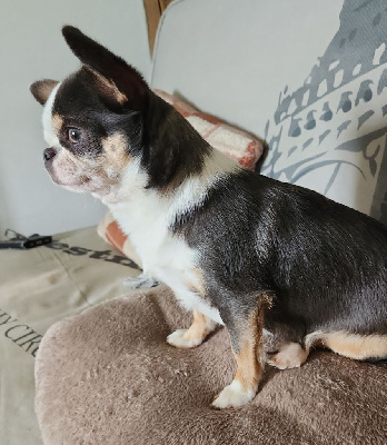 Étalon Chihuahua - U navy dance Des Esquisses Du Phoenix