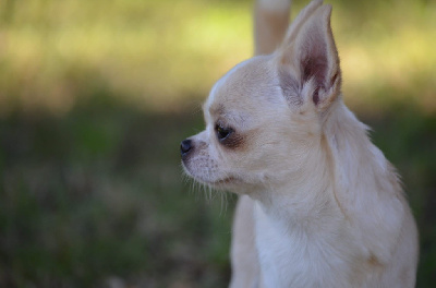 Étalon Chihuahua - Valentina Du Jardin De Saphirs