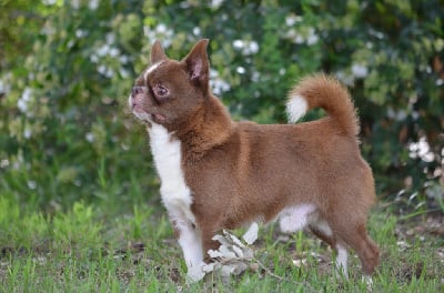 Étalon Chihuahua - Romeo du Royaume d'Isthar