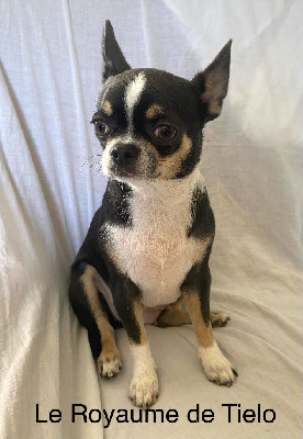 Étalon Chihuahua - Tessa princesse du Royaume De Tielo