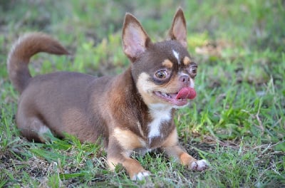 Étalon Chihuahua - Vaiana Du Jardin De Saphirs