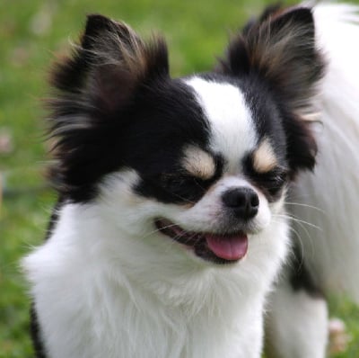 Étalon Chihuahua - Utah gamairanlyce