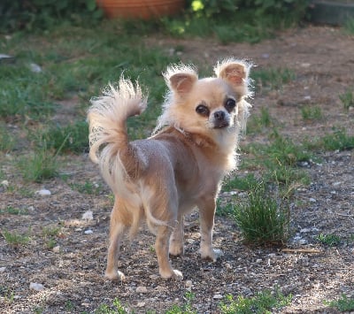 Étalon Chihuahua - Pomponnette glitter By Gaidic