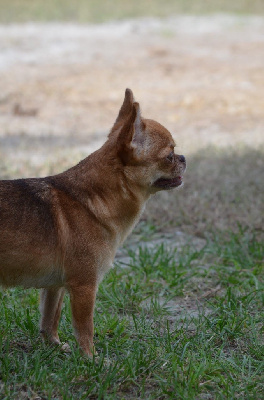 Étalon Chihuahua - Tili Du Jardin De Saphirs