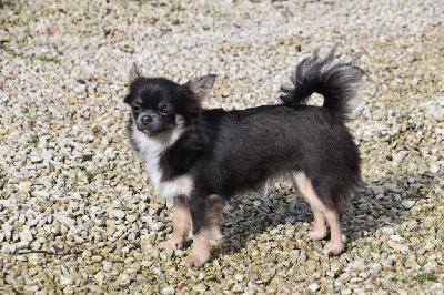 Étalon Chihuahua - Vitaa granit mystic des deux ocean's bleu