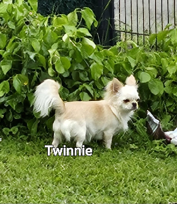 Étalon Chihuahua - malenkoye korolevstvo Glam roxy