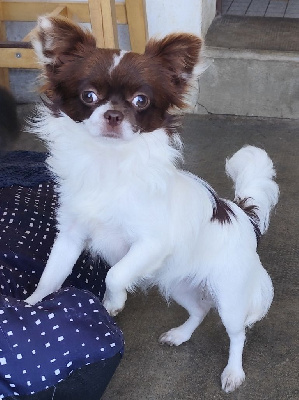 Étalon Chihuahua - CH. Une petite gourmandise des Mille et une Patte