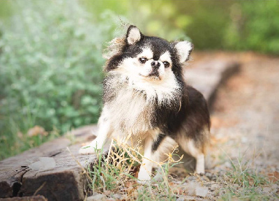 Étalon Chihuahua - Lou Crozia Ricci