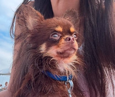 Étalon Chihuahua - markiza filihauz King star