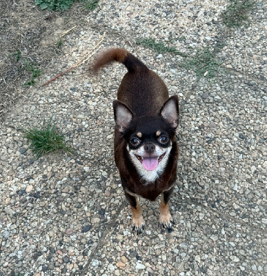 Étalon Chihuahua - Utopia des Mille et une Patte