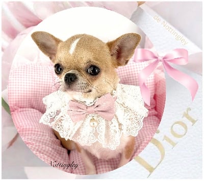 Étalon Chihuahua - Uberty divine de Nottingley