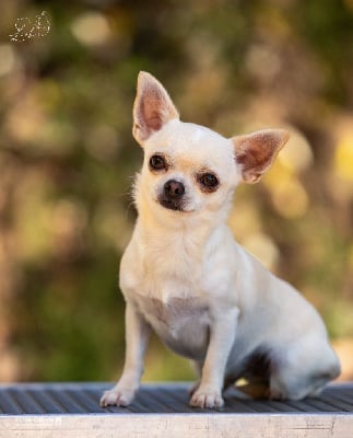 Étalon Chihuahua - lookum Ivory