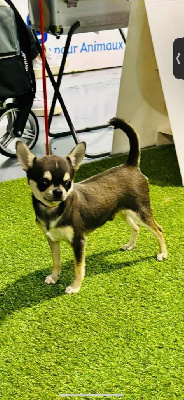 Étalon Chihuahua - jet set s blue star Viper blue