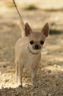 Étalon Chihuahua - Athéna de la Vallée des Aymaras