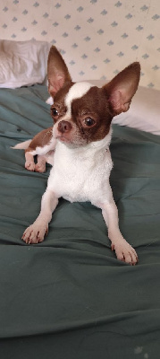 Étalon Chihuahua - Uranus (Sans Affixe)