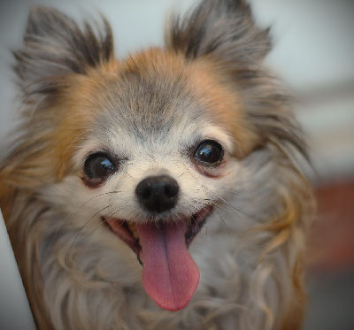 Étalon Chihuahua - Izza bouton d'or (Sans Affixe)