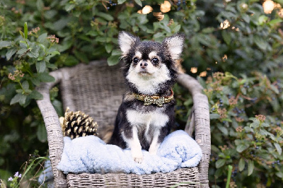 Étalon Chihuahua - Lou Crozia U'kamille