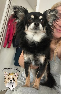 Étalon Chihuahua - Princesse gaia Dollhouse