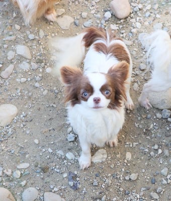 Étalon Chihuahua - Vaika de la grande equinoxe