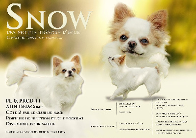 Étalon Chihuahua - Snow Des Petits Tresors D'Azur