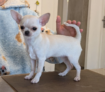 Étalon Chihuahua - Vénus beauté du Royaume de Maia