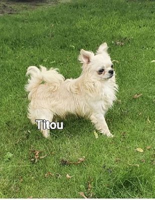 Étalon Chihuahua - Titou De La Contrée Des Elfes