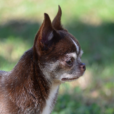 Étalon Chihuahua - Sia Du Jardin De Saphirs