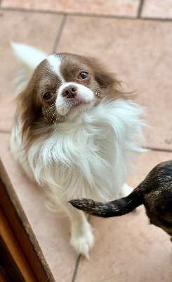 Étalon Chihuahua - W yogi My Fair Chi